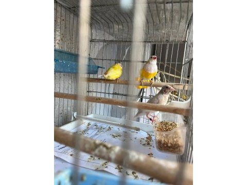 Ağır parçalı parrot goldian finch cinemonlar