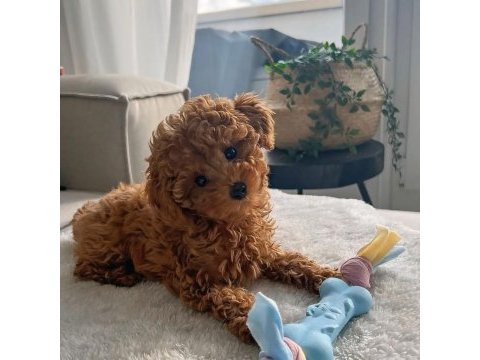 Mükemmel anatomide toy poodle yavrular
