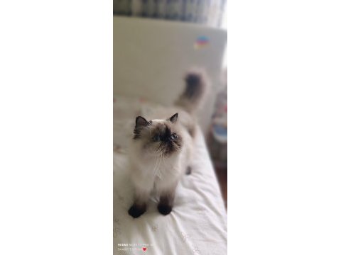 Uysal persian kızlar