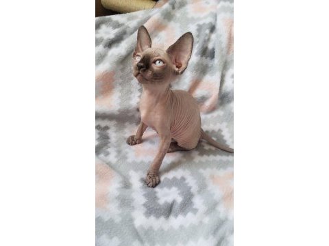 Ozyfelınes seçkin sphynx yavruları