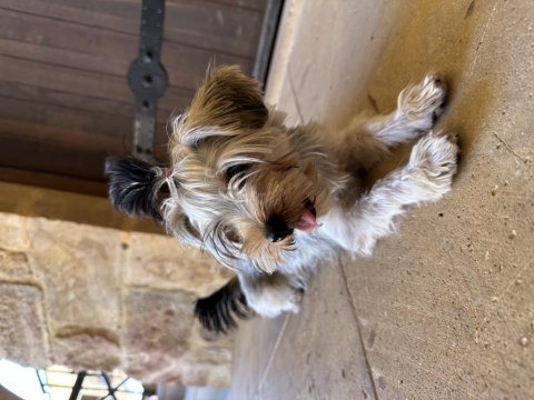 Irk garantili 3.5 aylık yorkshire terrier yavrumuz
