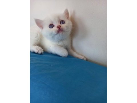 British golden baba yavrusu beyaz yavru scottish kediler