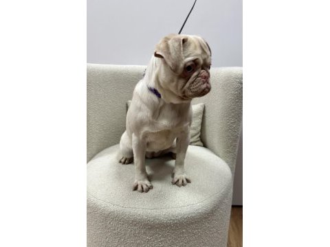 Türkiye de tek pink pug yetişkin dişi