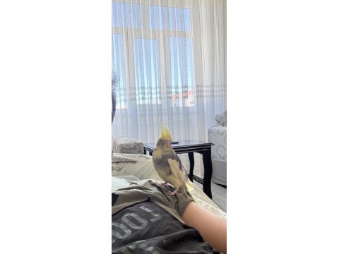 Evcil sultan papağanı