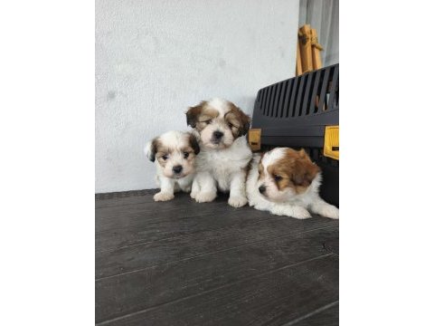 Morkie köpeği yavrularımız
