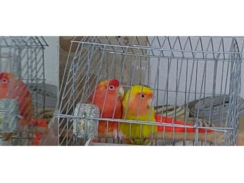 Sarı kırmızı takım sevda papağanı