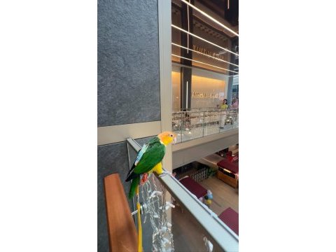 Üst düzey full evcil caique papağanı