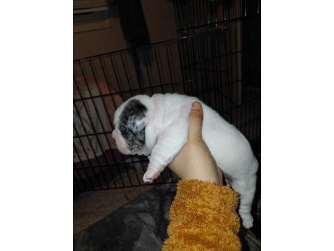 Merle pied erkek french bulldog