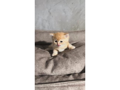British golden kedimiz