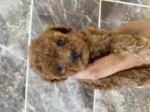 Orjinal maltipoo bebekler
