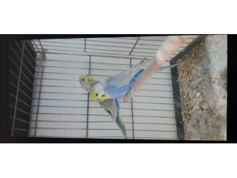 10 çift muhabbet kuşu