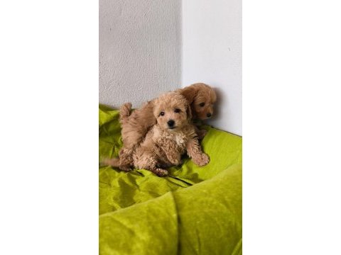 Maltipoo bebeklerimiz