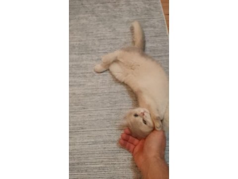 British shorthair 3 aylık golden