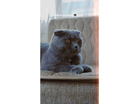 Scottish fold uysal sevecen erkek ve dişi