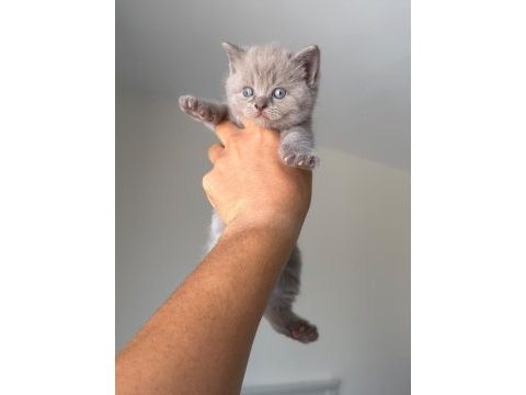 British shorthair yavruları