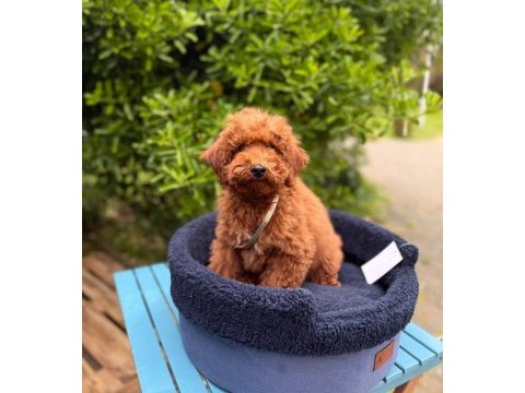 Red brown muhteşem güzellikte toy poodle yavrular