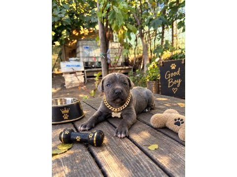 Cane corso köpeği yavrularımız