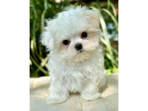 Maltese puppies 1 kg