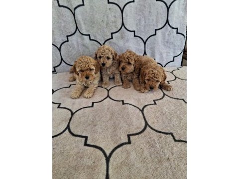 Sevimli kaliteli maltipoo yavruları