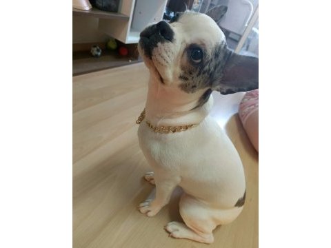 Mükemmel french bulldog yavrular