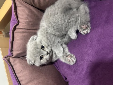 Dişi scottish fold yavru