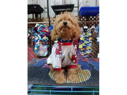 Erkek toy poodle