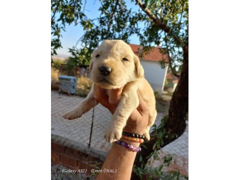 Baby face golden retriever bebeklerimiz