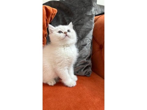 British shorthair point dişi