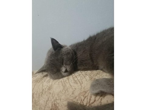 Kedimiz yeni sahibini arıyor
