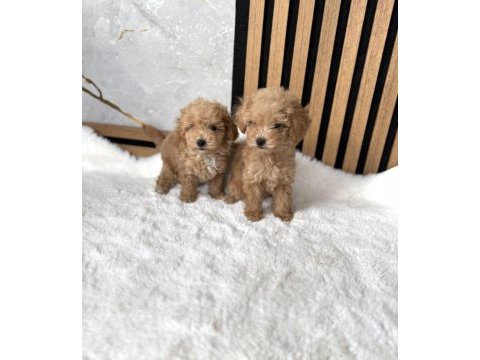Özel maltipoo yavrularımız 