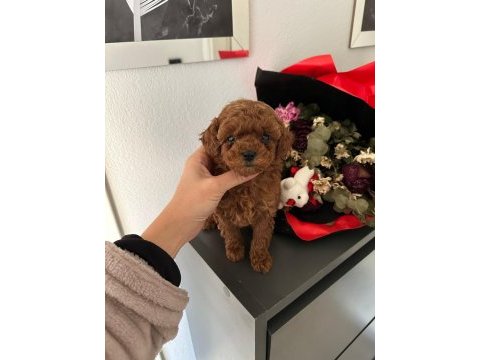 Teacup kore toy poodle yavrular