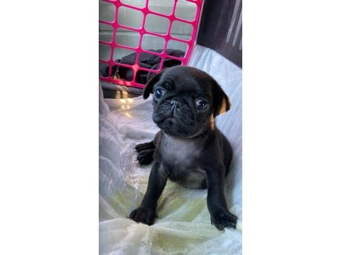 Kısa bacak pug mobs