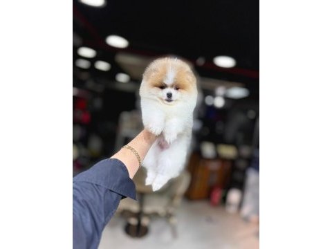 Sevimli pomeranian boo yavruları