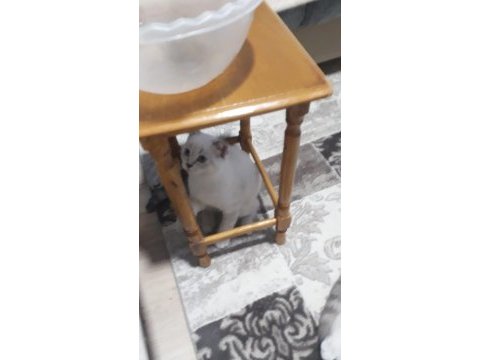 Çok uyguna british shorthair blue point