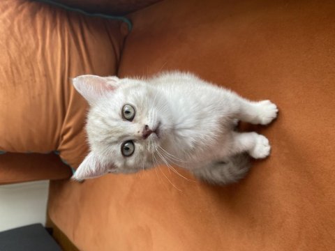 British shorthair salebimiz yeni yuvasını arıyor