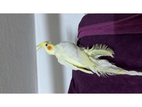 Sultan papağanı 5/6 aylık yavru ele geliyor biraz korkak