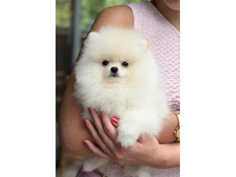 Üst düzey biblo erkek pomeranian boo