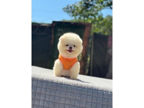 Sağlık ve ırk garantili pomeranian