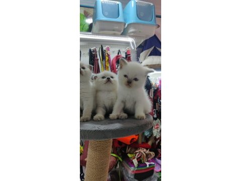 British ve scottish shorthair blue point yavrular