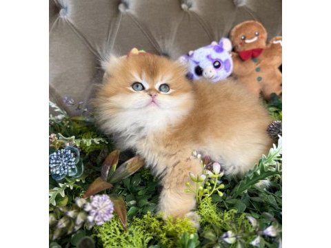 Yüksek kalite british longhair
