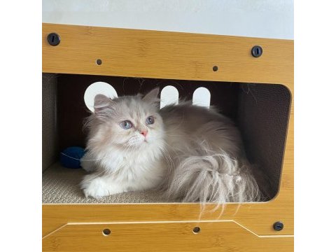 Pamuk prenses kedimiz