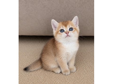 Show kalite british shorthair golden erkek yavru kedimiz