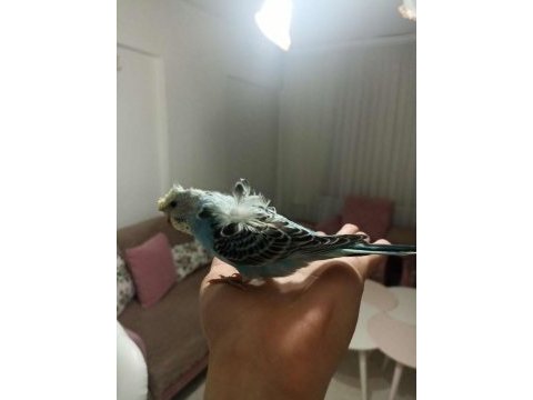 Ele alışkın japones muhabbet kuşu