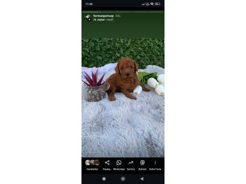 2 aylık erkek aşılı kimlikli toy poodle bebekler