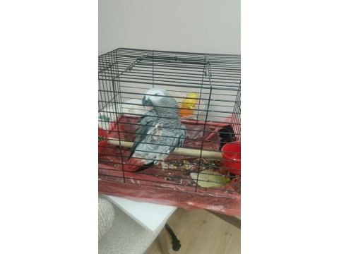 3 yaşında dişi jako papağanı