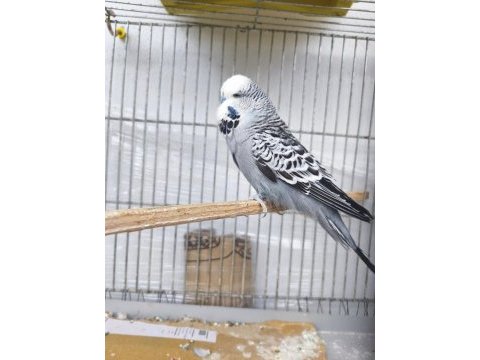 Sahiplendirilecek muhabbet kuşu