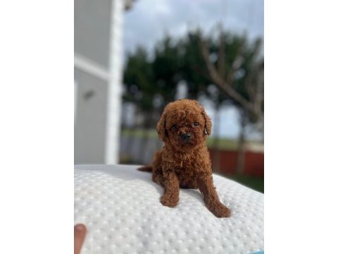 Aa kalite kore toy poodle
