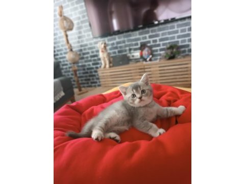 Golden blue ay 25 british shorthair