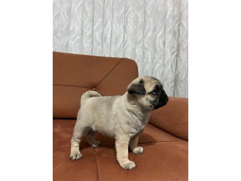 Pug mops orjinal kalıtelı yavrular