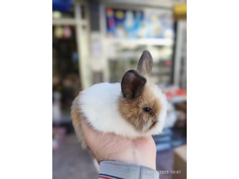Yavru hollanda lop tavşanlar